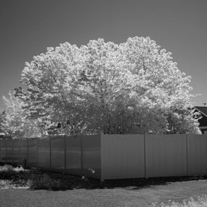 Infrared Photograph No. 46