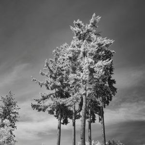 Infrared Photograph No. 48