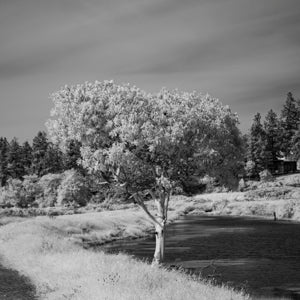 Infrared Photograph No. 52