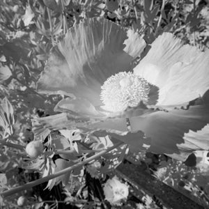 Infrared Photograph No. 84