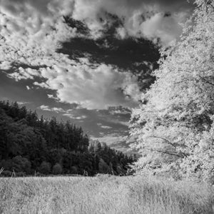 Infrared Photograph No. 88