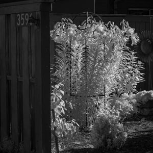 Infrared Photograph No. 93