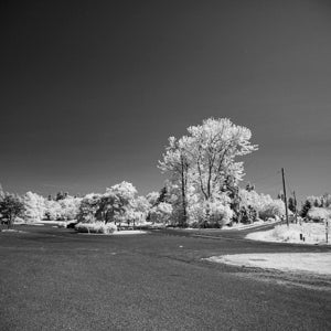 Infrared Photograph No. 96