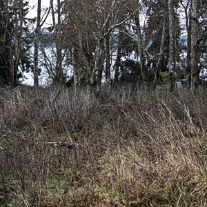 Quotidian Photograph No. 110