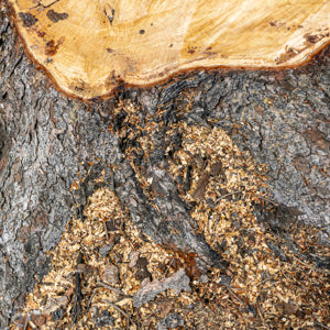 Quotidian Photograph No. 331