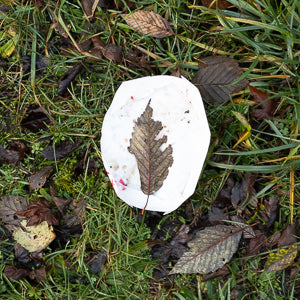 Quotidian Photograph No. 64