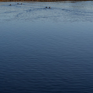 Quotidian Photograph No. 70