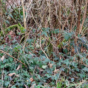 Quotidian Photograph No. 75