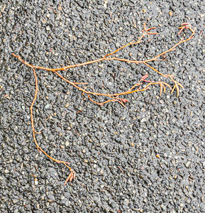 Quotidian Photograph No. 90