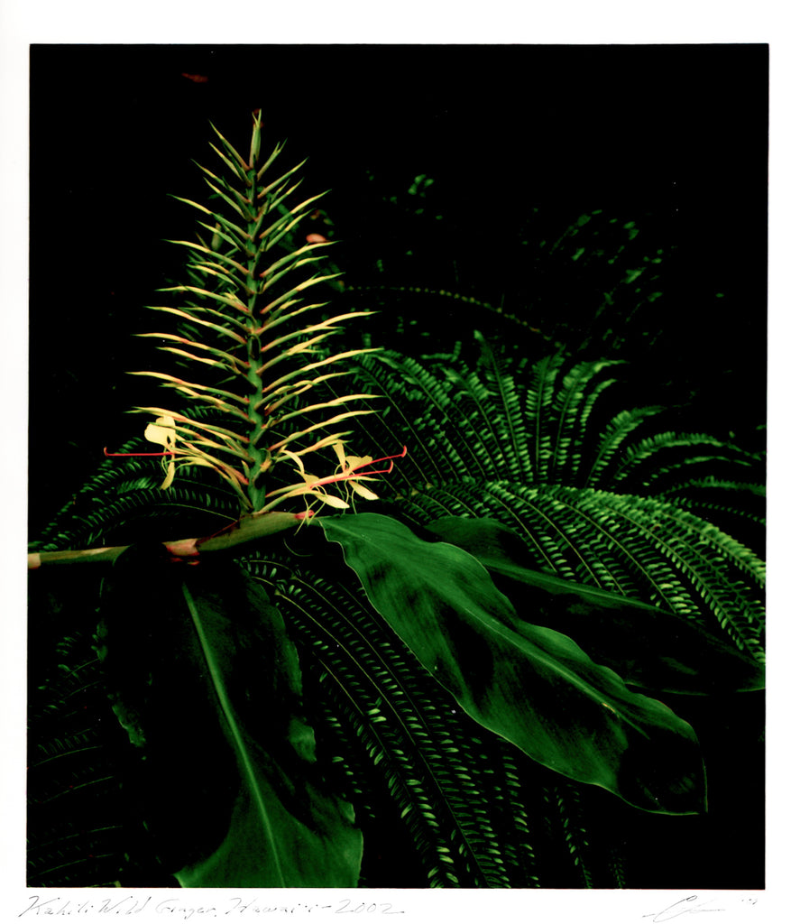 Ctein print - Kahili Wild Ginger, Hawaii - 2002 - $1,300