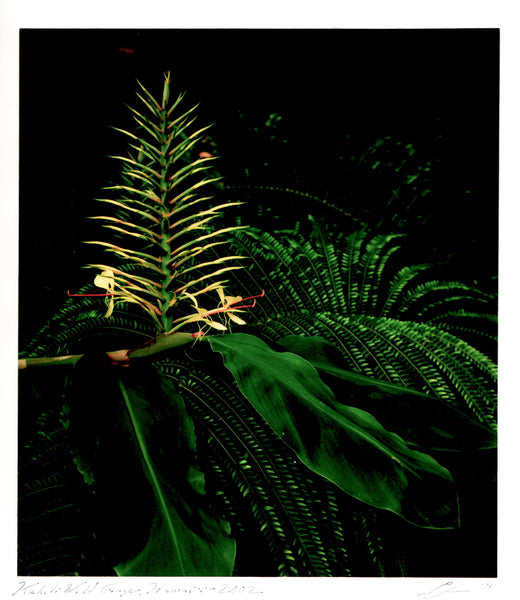 Ctein print - Kahili Wild Ginger, Hawaii - 2002 - $1,300 – gordy's ...