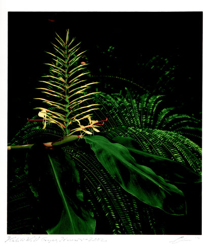 Ctein print - Kahili Wild Ginger, Hawaii - 2002 - $1,300
